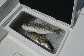 2200-t-fish-box